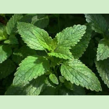 Lemon Balm